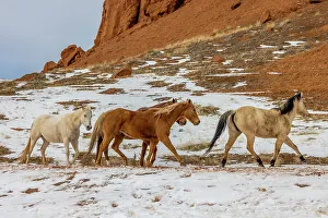 Images Dated 2nd December 2022: USA, Wyoming. Hideout Horse Ranch, horses in snow. (PR)