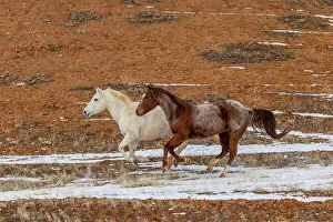 Images Dated 28th September 2022: USA, Wyoming. Hideout Horse Ranch, horses in snow. (PR)