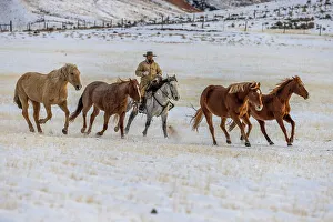 Images Dated 2nd December 2022: USA, Wyoming. Hideout Horse Ranch, wrangler and horses in snow. (MR, PR)