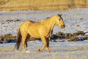 USA, Wyoming. Hideout Horse Ranch, horse in snow. (PR)