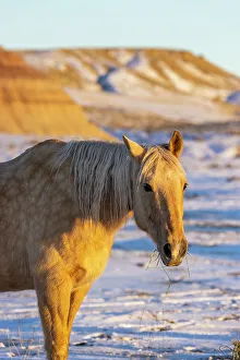 Images Dated 2nd December 2022: USA, Wyoming. Hideout Horse Ranch, horse in snow. (PR)