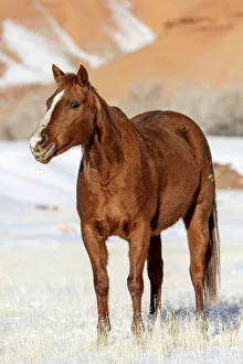 Images Dated 2nd December 2022: USA, Wyoming. Hideout Horse Ranch, horse in snow. (PR)