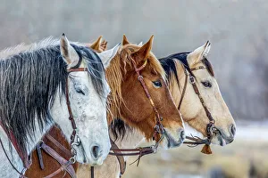 Bridle Prints: USA, Wyoming. Hideout Horse Ranch, horses in a Row. (PR)