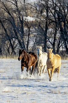 Gold Color Prints: USA, Wyoming. Hideout Ranch, horses running. (PR)