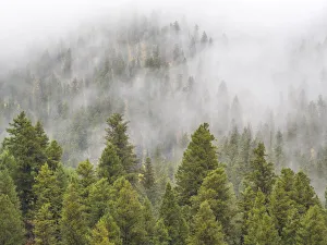 Images Dated 12th June 2020: USA, Wyoming, Hoback, clouds intermingling with evergreens on rainy morning