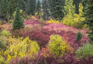 Willow Prints: USA, Wyoming, Hoback fall colors along Highway 89 with Dogwood, Willow, Evergreens