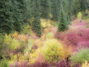 Images Dated 12th June 2020: USA, Wyoming, Hoback fall colors along Highway 89 with Dogwood, Willow, Evergreens