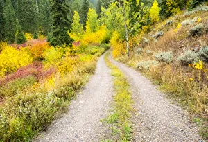 Images Dated 12th June 2020: USA, Wyoming, Hoback fall colors along Highway 89 and gravel road, with Dogwood, Willow