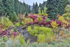 Willow Prints: USA, Wyoming, Hoback, on Highway 89 south of Jackson small stream edged by fall colors with dogwood and willows