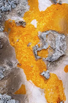 Mineral Deposit Prints: USA, Wyoming. Hot spring runoff, Yellowstone National Park