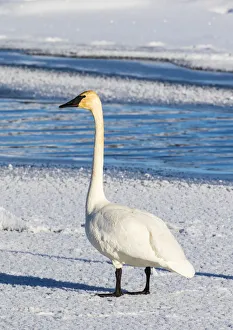 USA, Wyoming, Jackson Hole, Flat Creek. Adult Trumpeter Swan standing on a frosty