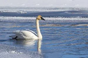 Elizabeth Boehm Prints: USA, Wyoming. Jackson Hole, Flat Creek, an adult Trumpeter Swan swims on a partially