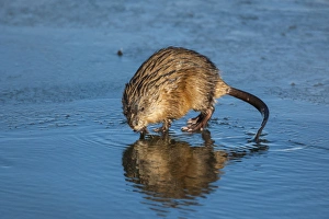 Muskrat Prints: USA, Wyoming, Jackson Hole. Muskrat reflecting in water