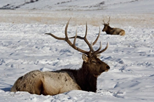 USA, Wyoming, Jackson Hole. National Elk Refuge
