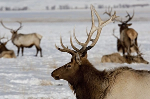 Images Dated 21st February 2010: USA, Wyoming, Jackson Hole. National Elk Refuge