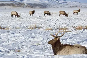 Images Dated 21st February 2010: USA, Wyoming, Jackson Hole. National Elk Refuge in winter. Elk, (wild: Cervus elaphus)