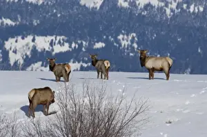 Images Dated 21st February 2010: USA, Wyoming, Jackson Hole. National Elk Refuge in winter