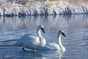 Frost Prints: USA, Wyoming, Jackson National Fish Hatchery. Trumpeter swan pair on pond in winter