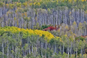 Gold Color Prints: USA, Wyoming. Kebler Pass with Aspen grove in fall color