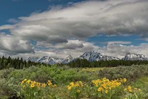 New Images March 2024 Prints: USA, Wyoming. Landscape of Arrowleaf Balsamroot wildflowers and Teton Mountains