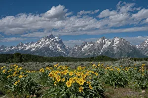 Grand Teton Prints: USA, Wyoming. Landscape of arrowleaf balsamroot wildflowers and Teton peaks