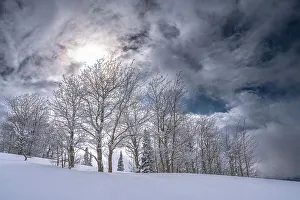 Teton Prints: USA, Wyoming. Landscape of Aspen and subalpine fir trees after new snow