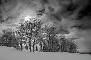 Teton Prints: USA, Wyoming. Landscape of Aspen and subalpine fir trees after new snow