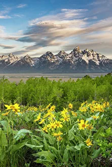 USA, Wyoming. Landscape of Grand Teton, Arrowleaf Balsamroot wildflowers and aspen trees, Grand Teton National Park