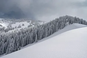 Bowl Prints: USA, Wyoming. Landscape of snowy bowl and evergreen trees after snowstorm