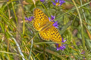 Stem Prints: USA, Wyoming, Laramie. Zerene fritillary close-up