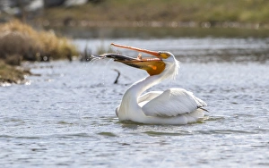USA, Wyoming, Lincoln County, an American White Pelican catches a large trout in