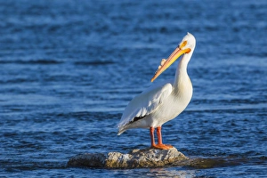 Green River Prints: USA, Wyoming, Lincoln County, an American White Pelican roosts on a rock in the Green