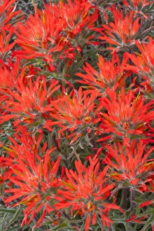 Cluster Prints: USA, Wyoming, Lincoln County, Desert Paintbrush close-up of flowers