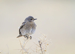 Migrating Prints: USA, Wyoming, Lincoln County, Female Mountain Bluebird roosting on bush