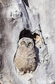 Lincoln County Prints: USA, Wyoming, Lincoln County, Great Horned Owl nestling sitting at entrance to nest