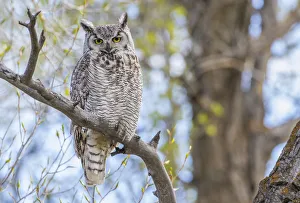 Lincoln County Prints: USA, Wyoming, Lincoln County, a Great Horned Owl perches on a limb of a cottonwod tree
