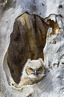 Elizabeth Boehm Prints: USA, Wyoming, Lincoln County, Great Horned owlet looking out of cavity nest
