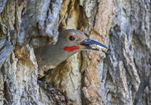 Images Dated 8th June 2015: USA, Wyoming, Lincoln County, a Northern Flicker removes a fecal sac from the nest