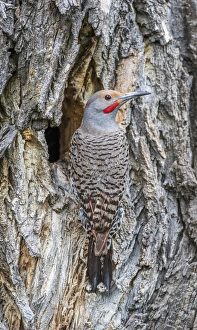 Images Dated 15th June 2015: USA, Wyoming, Lincoln County, a Northern Flicker sits at the nest cavity in a cottonwood