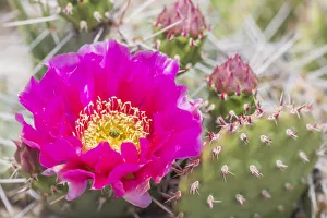 USA, Wyoming, Lincoln County, a pink prickly pear cactus bloom in the desert