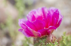 USA, Wyoming, Lincoln County, a pink Prickly Pear cactus blooms in June