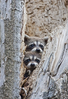 Elizabeth Boehm Prints: USA, Wyoming, Lincoln County, Raccoon young looking out cavity in snag