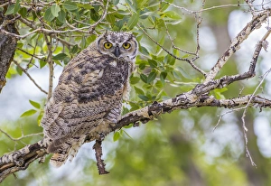 Fledgling Prints: USA, Wyoming, Lincoln County, a recently fledged Great Horned Owl roosts in a cottonwood