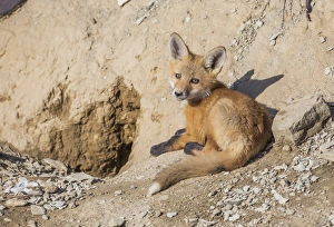 Images Dated 11th May 2015: USA, Wyoming, Lincoln County, a Red Fox kit lays in front of his den