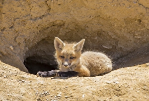 Lying Down Prints: USA, Wyoming, Lincoln County, a red fox kit lays in front of its den in the desert