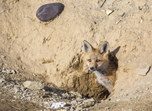 Lincoln County Prints: USA, Wyoming, Lincoln County, a Red Fox kit peers from its den