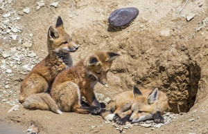 Lincoln County Prints: USA, Wyoming, Lincoln County, three Red Fox kits in front of their den