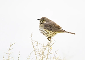 Migrating Prints: USA, Wyoming, Lincoln County, Sage Thrasher roosting on bush