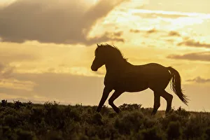 New Images March 2024 Prints: USA, Wyoming, McCullough Peaks Herd Management Area. Wild horse silhouetted at sunset