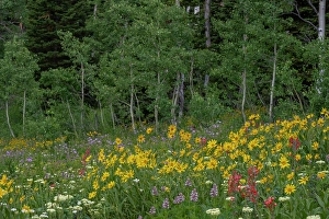 National Forest Prints: USA, Wyoming. Meadow with wildflowers and aspen trees, west side of Tetons